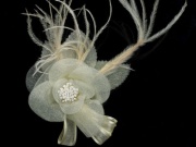 Large Ivory Organza Shimmer Flower Corsage